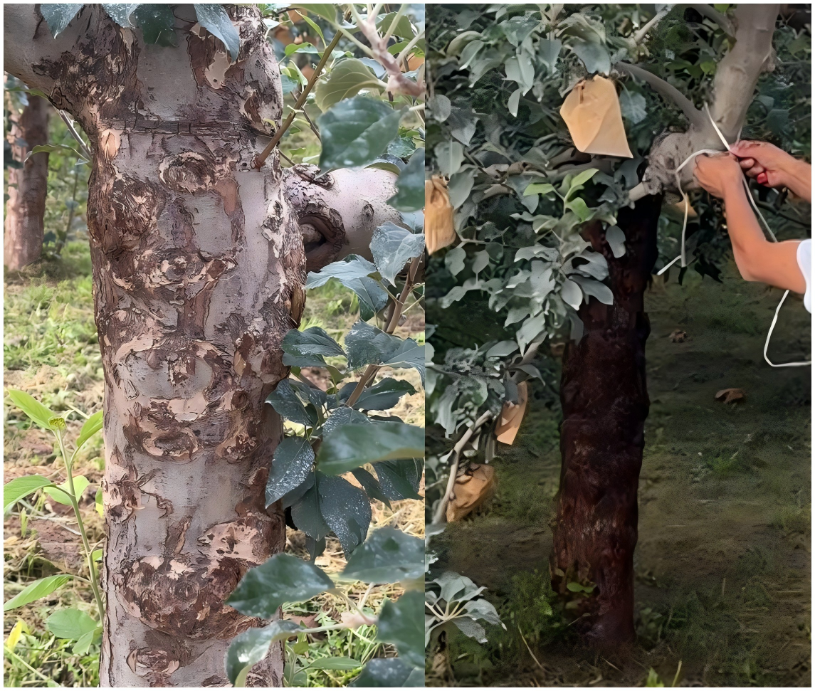 愈合剂施肥拼接