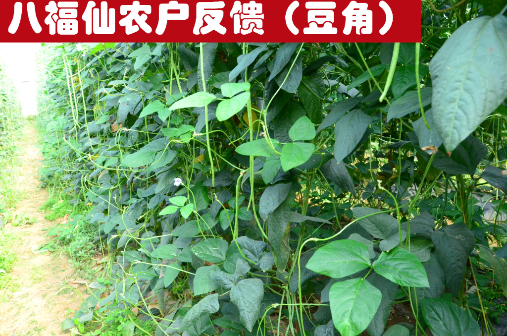 什么是膨果用氨基酸水溶肥厂家？一篇读懂其定义、价值与实践路径