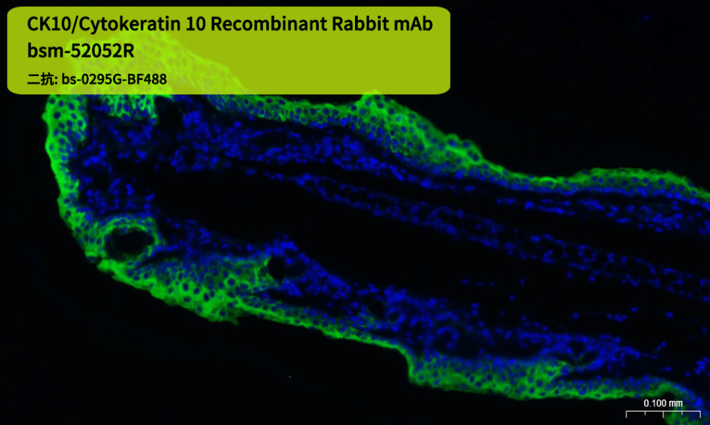 bsm-52052R 小鼠皮肤