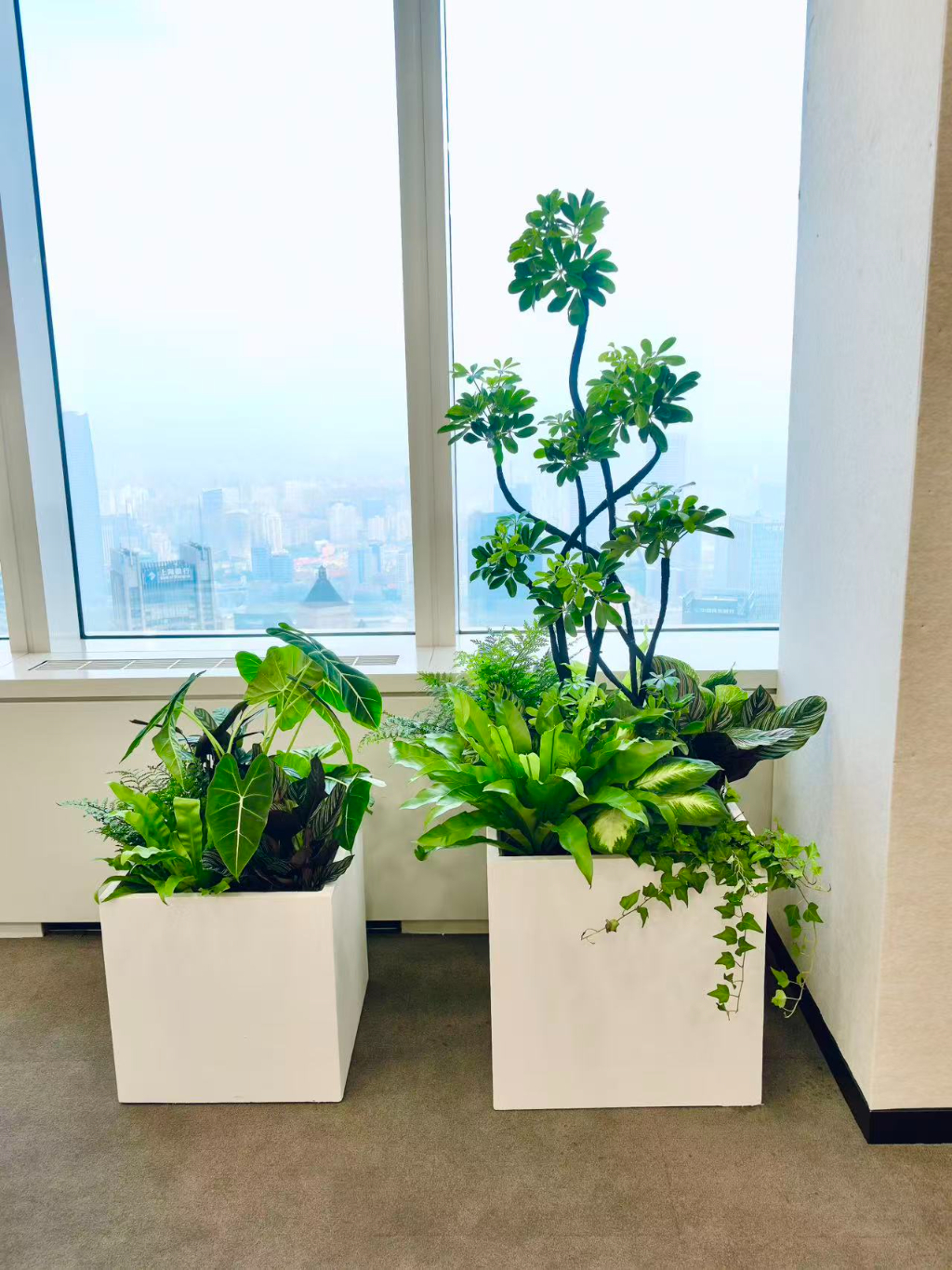 上海办公室绿植供应商选购指南：如何选到靠谱专业服务商