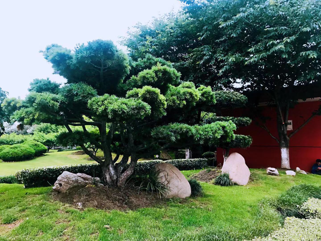 破解上海办公室绿植总养死难题：上海办公室绿植供应商的5A解决方案